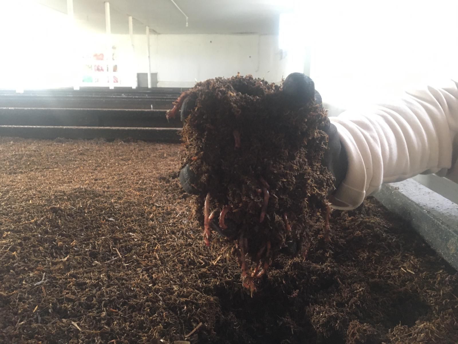 SOLUCANDAN G BREYE E gzt AD 